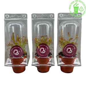 DROSERA