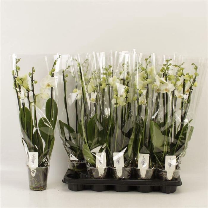 <h4>PHAL OV WIT</h4>