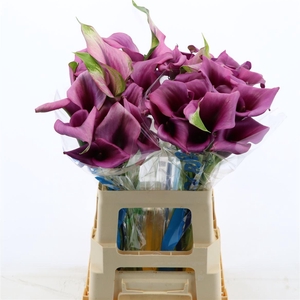 Calla Durban | Dubbelbloemig