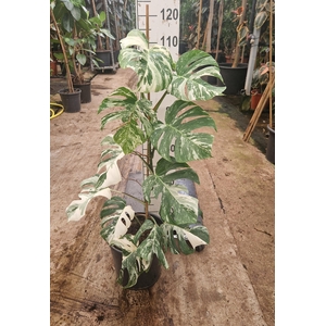 Monstera deliciosa 'Variegata'