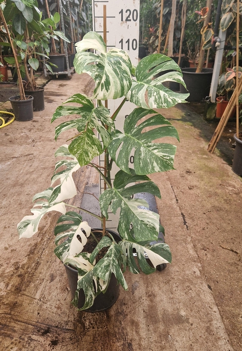 <h4>Monstera deliciosa 'Variegata'</h4>