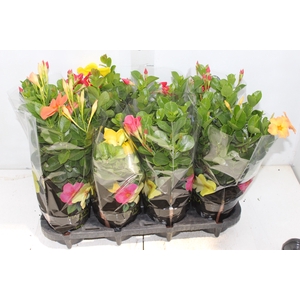 MANDEVILLA P14 PREMIUM