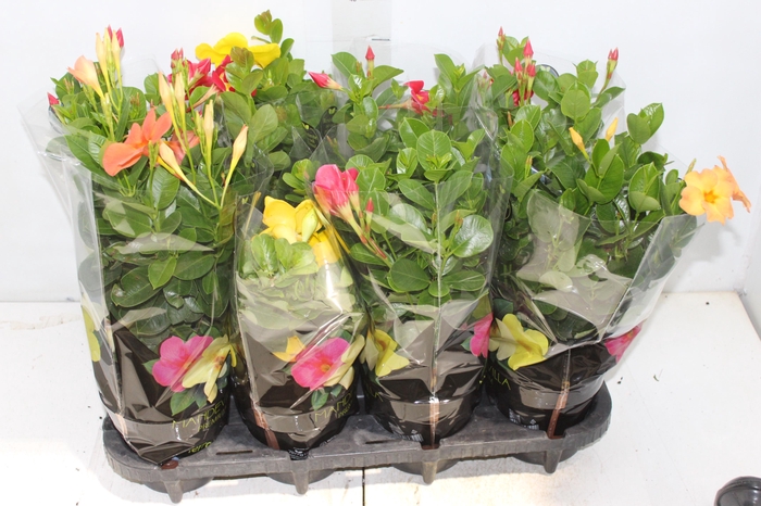<h4>MANDEVILLA P14 PREMIUM</h4>