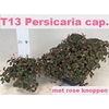 Persi Capitata