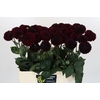 Dahlia Black Lars