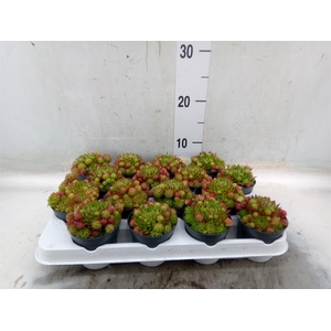 Sempervivum   ...