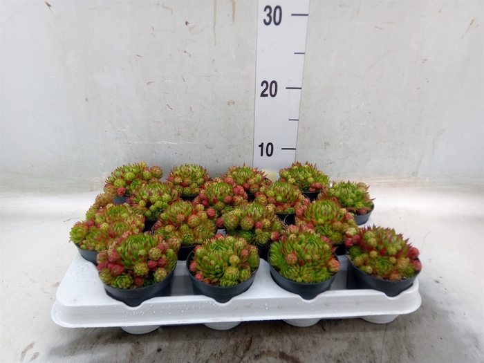 <h4>Sempervivum   ...</h4>