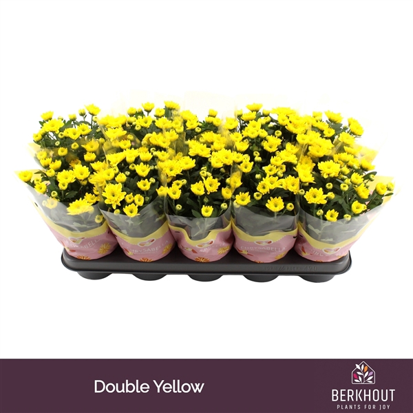 <h4>Chrysanthemum Indicum Cozy</h4>