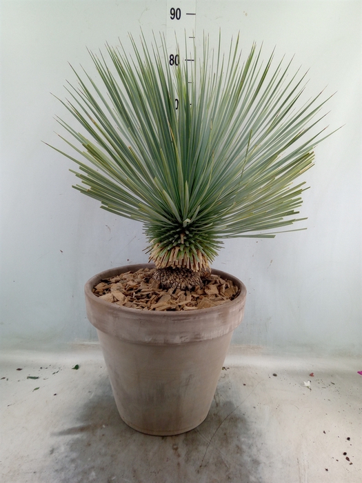 <h4>Arr.   Tuinplanten H%</h4>