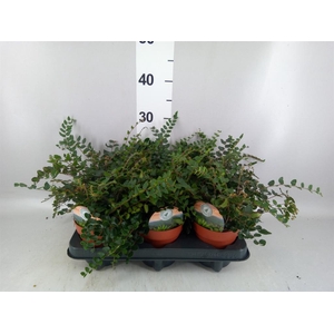 Pellaea rotundifolia