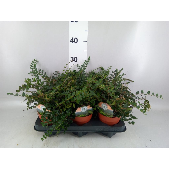 <h4>Pellaea rotundifolia</h4>
