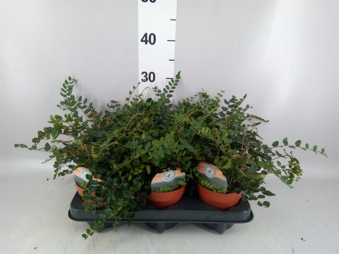 Pellaea rotundifolia