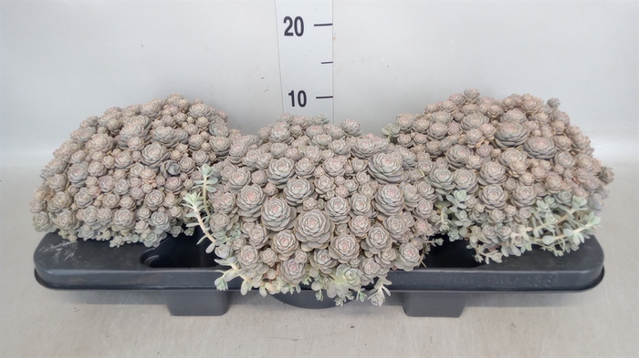 <h4>Orostachys furusei</h4>