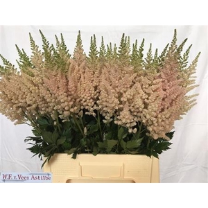 Astilbe C Vi Inferno