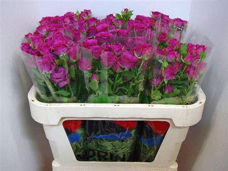 <h4>R Tr Cheyenne</h4>