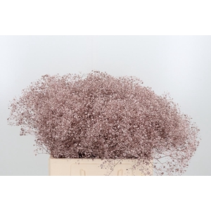 Gyps Kl Bh Champagne