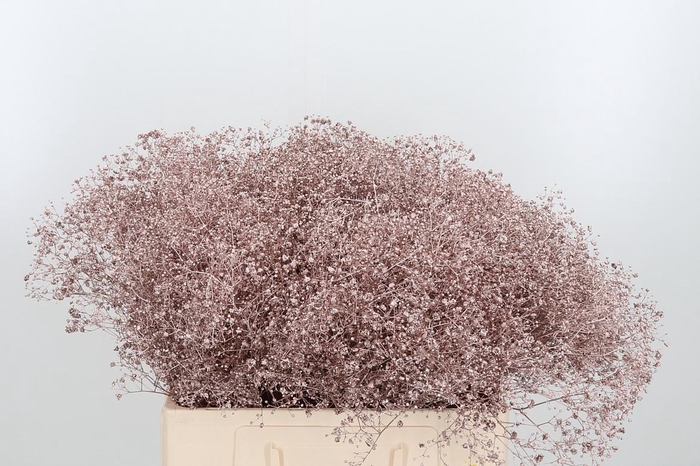 <h4>Gyps Kl Bh Champagne</h4>