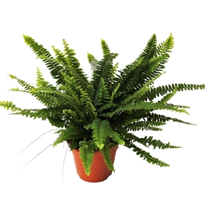 Nephrolepis Green Lady