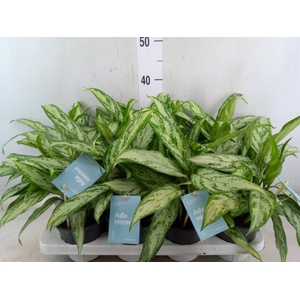 Aglaonema comm. 'Silver Queen'