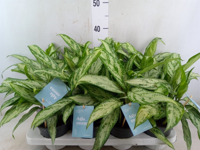 <h4>Aglaonema comm. 'Silver Queen'</h4>