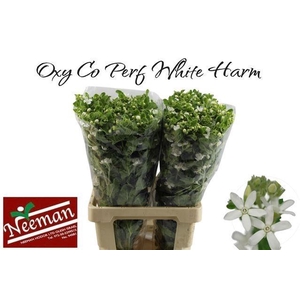 OXY CO PERF WHI HARM