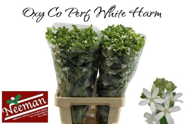 <h4>OXY CO PERF WHI HARM</h4>
