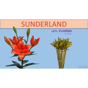 LI LA SUNDERLAND