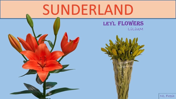 <h4>LI LA SUNDERLAND</h4>