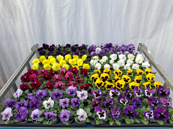 <h4>VIO WI DELTA GEM</h4>