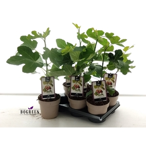 FICUS CARICA
