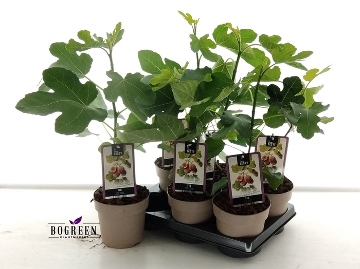 <h4>FICUS CARICA</h4>