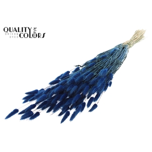 Lagurus per bunch Dark Blue