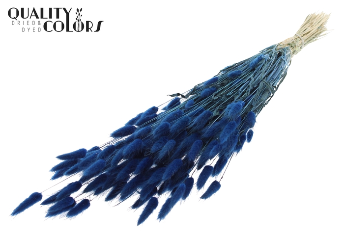 Lagurus per bunch Dark Blue