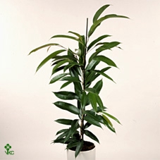 Ficus Amstel King 30Ø 120cm