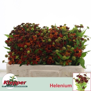 HELEN AUTUMN FIRE