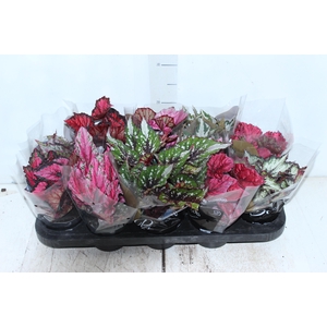 BEGONIA BELEAF P11 PO