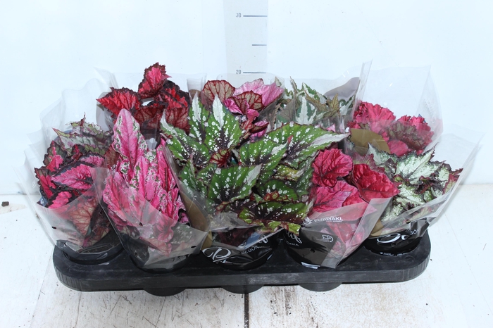 <h4>BEGONIA BELEAF P11 PO</h4>
