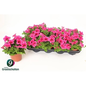 PET HOT PINK SURFINI