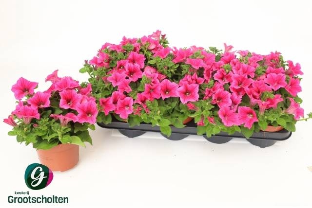 <h4>PET HOT PINK SURFINI</h4>