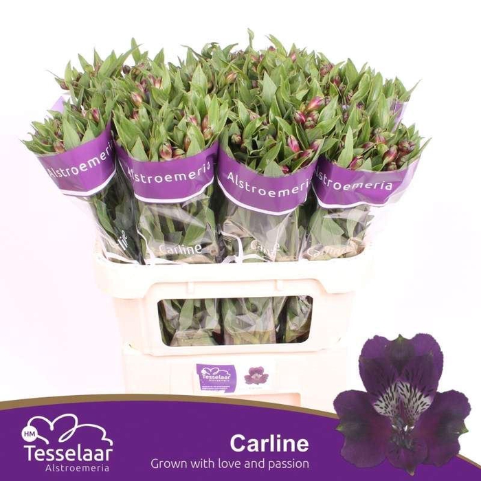 <h4>ALSTR CARLINE ALSTROEMERIA CARLINE</h4>