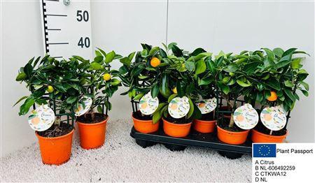 <h4>Citr Microcarpa 1 Fruits</h4>