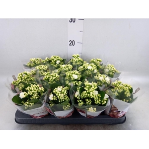 Kalanchoe blos. 'RosDon Dione'
