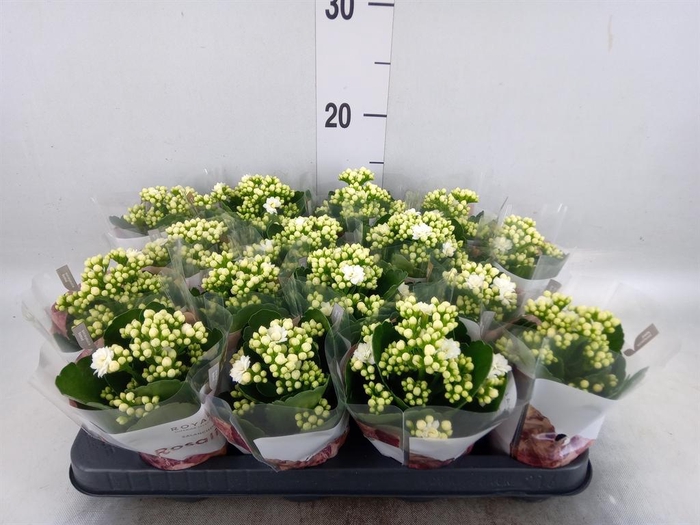 <h4>Kalanchoe blos. 'RosDon Dione'</h4>