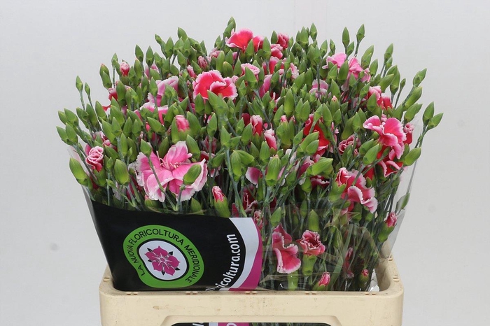 <h4>Dianthus Tr Symply Cherry</h4>