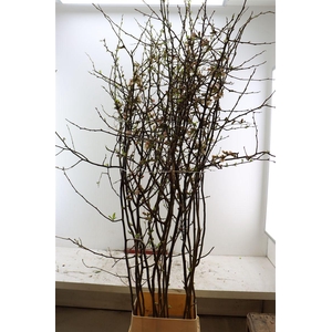 Chaenomeles Jap Pink 160 180cm P Stem X15