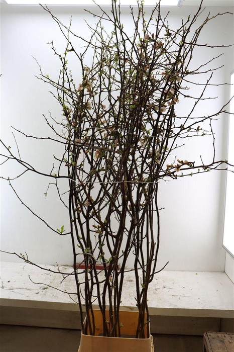 <h4>Chaenomeles Jap Pink 160 180cm P Stem X15</h4>