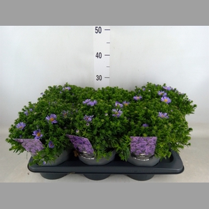 Aster   ...