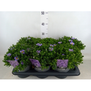 Aster   ...