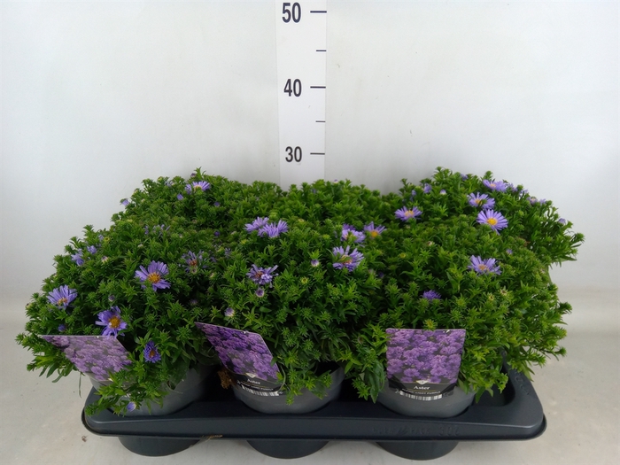 <h4>Aster   ...</h4>