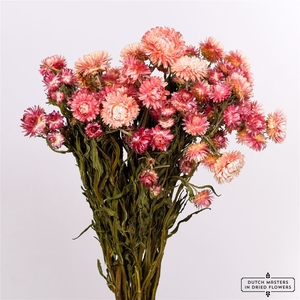 Dried Helichrysum Pink Bunch
